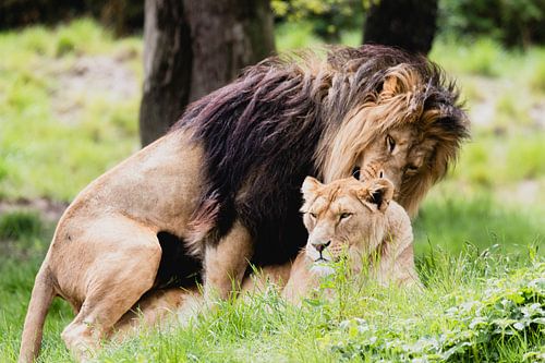 Lions on safari Beekse Bergen