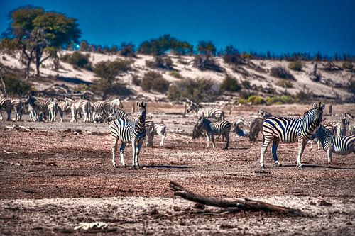 Zebra in the hills of Moremi