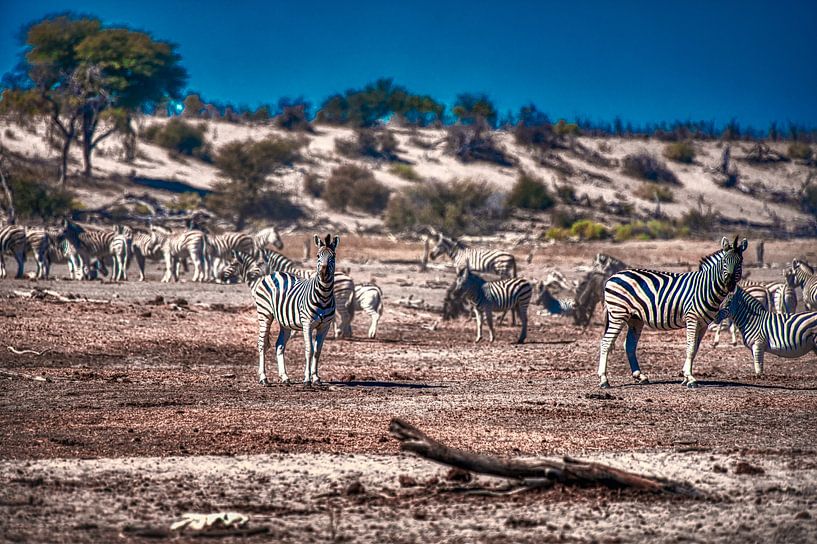 Zèbre dans les collines de Moremi par Jack Soffers
