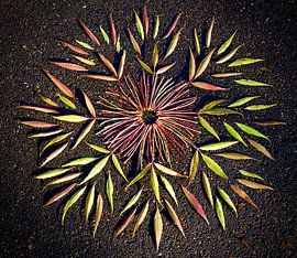 Feuille de cristal sur Mies Heerma