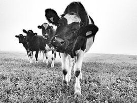 Nieuwsgierig sur Art Berkelland