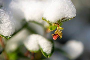 sneeuw op blad van bosbes met bloemknop van Jan Fritz