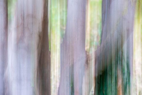 Verstild boslandschap