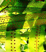 Leaves