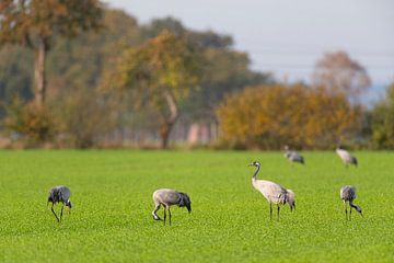 Kraanvogels rusten in een veld tijdens de herfst