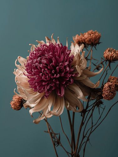 Droogbloemen on natural clear background Blue