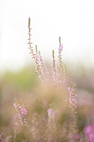 Bloeiende paarse heide bloemen op de veluwe. van Karijn | Fine art Natuur en Reis Fotografie