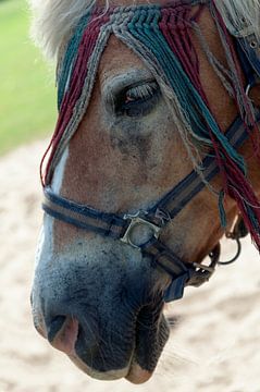 horse with no name van jada fotografie