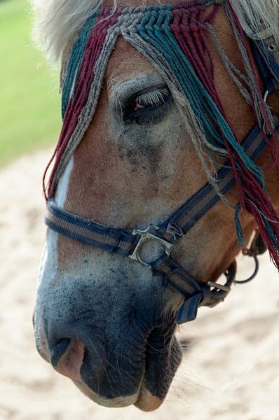 horse with no name par jada fotografie