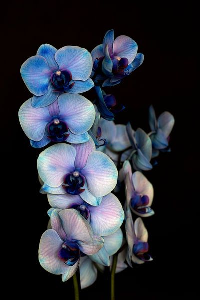 Blau-violette Orchidee vor schwarzem Hintergrund von W J Kok