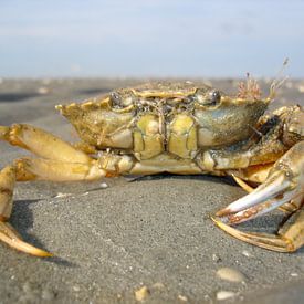 Crab von Robert Mijdendorp