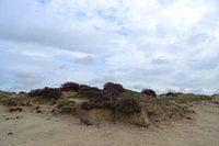 Balloere field, Drenthe, flowering heather