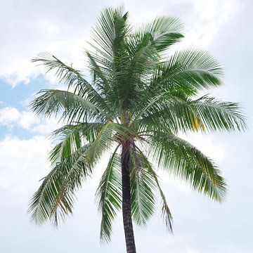 Palm tree