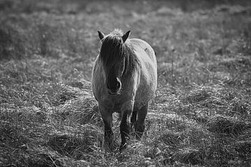 zwart wit paard van Eva De Mol