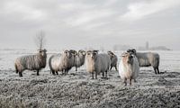 Schafe im Polder Strijen in der Hoeksche Waard (gesehen bei vtwonen) von MS Fotografie | Marc van der Stelt Miniaturansicht