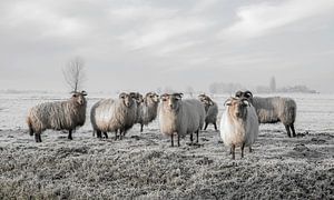 Moutons dans le polder de Strijen dans le Hoeksche Waard (vu à vtwonen) sur MS Fotografie | Marc van der Stelt