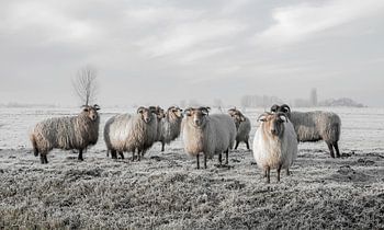 Moutons dans le polder de Strijen dans le Hoeksche Waard (vu à vtwonen)