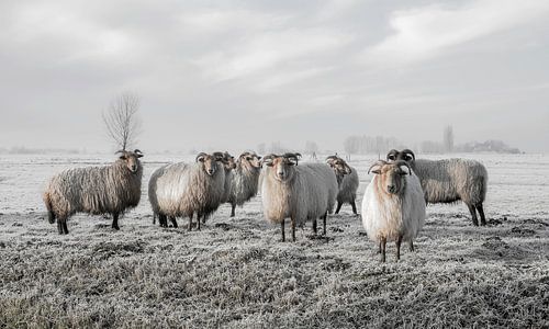 Schafe im Polder Strijen in der Hoeksche Waard (gesehen bei vtwonen)