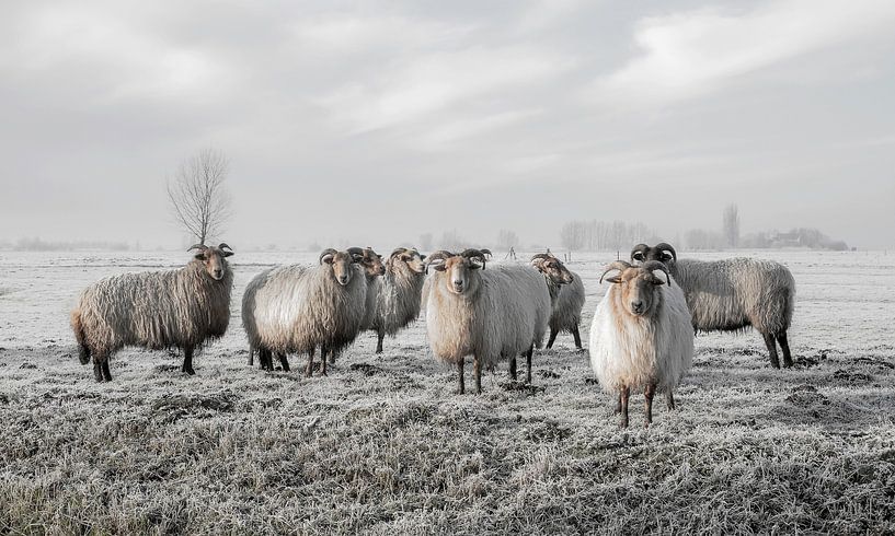 Schapen in de polder (gezien bij vtwonen) van MS Fotografie | Marc van der Stelt