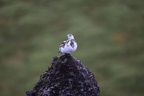 Rots Ptarmigan in de Hooglanden van IJsland