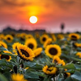 Sunflower van Michel de Koning