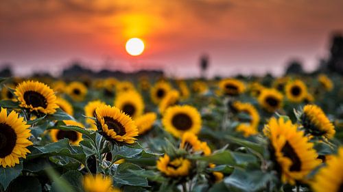 Sunflower by Michel de Koning