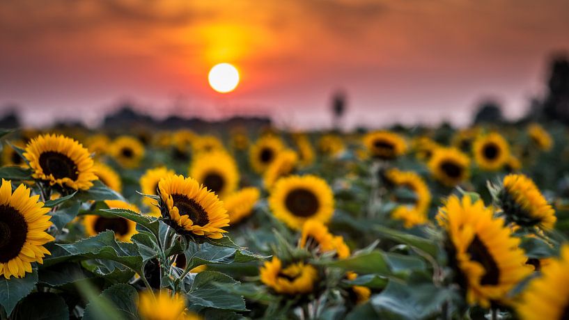 Tournesol par Michel de Koning