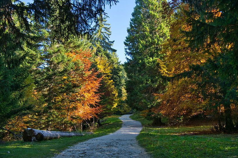 Herbstwald in den Alpen von Tanja Voigt