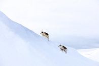 Rendieren op Spitsbergen von Marieke Funke Miniaturansicht