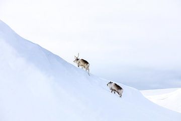 Rendieren op Spitsbergen