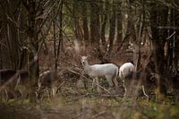 White fallow deer