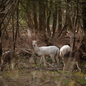 White fallow deer by Koos Lanting