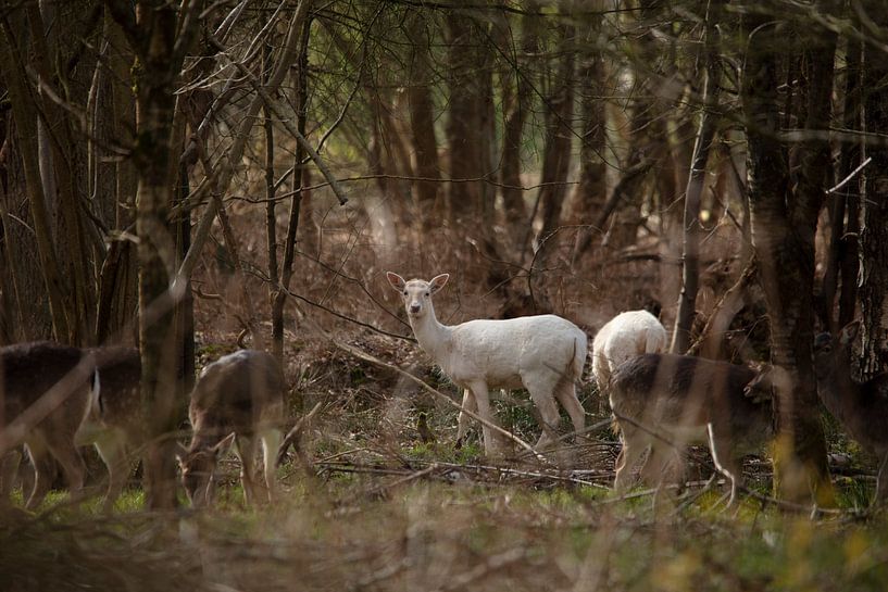 White fallow deer by Koos Lanting