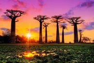 Kleurrijke Baobabs von Dennis van de Water Miniaturansicht