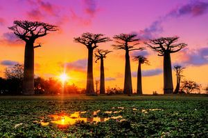 Kleurrijke Baobabs sur Dennis van de Water