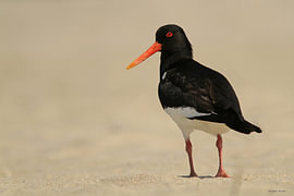 Scholekster op het strand van Ruben Evers