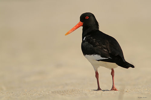 oystercatcher