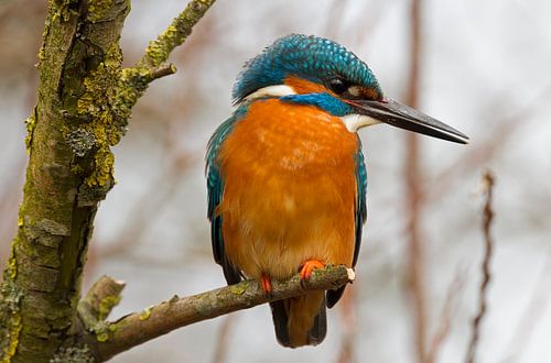 Eisvogel im Baum