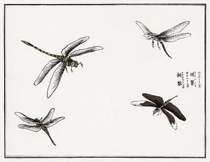 Morimoto Toko - Libellules
