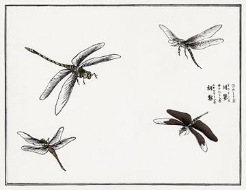 Morimoto Toko - Dragonflies van Creativity Building