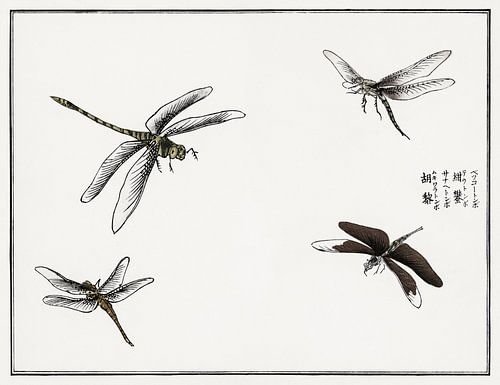 Morimoto Toko - Dragonflies