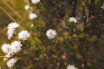 Cradle Mountain: A Symbol of Tasmanian Wilderness by Ken Tempelers