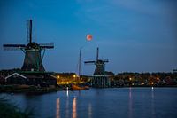 Bloedmaan