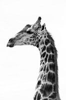 Giraffe in profile