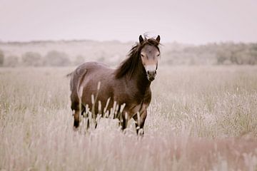 Dartmoor-Pony in freier Wildbahn von KB Design & Photography (Karen Brouwer)