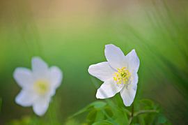 wood anemone by Jessica Berendsen
