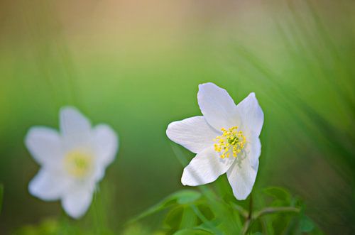 wood anemone