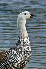 Upland goose by Brenda Gonzalez