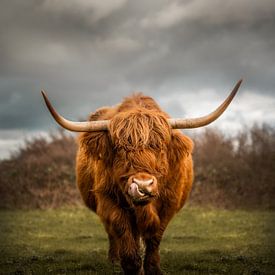 Festoyer écossais des Highlanders sur Danny van der Waal