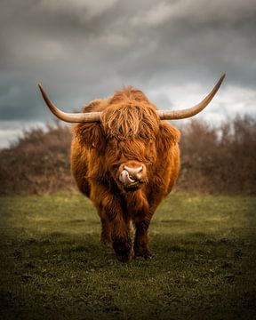Schlemmender schottischer Highlander von Danny van der Waal